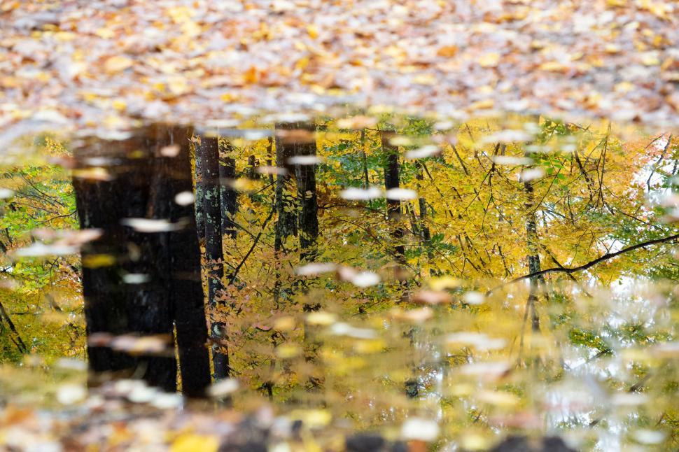 Free Image of Autumn leaves reflected in water 