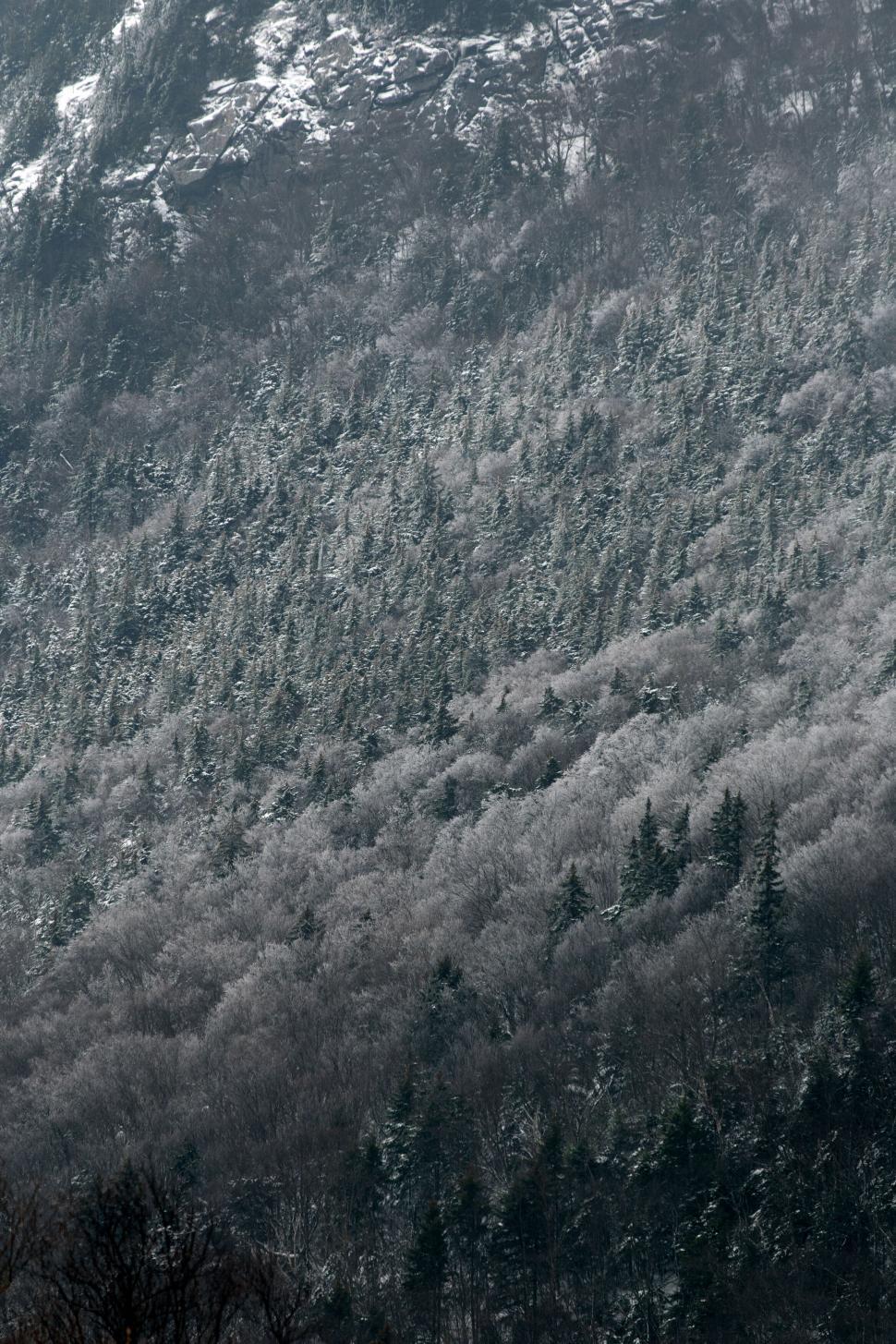 Free Image of Frosted trees on a snowy mountain slope 