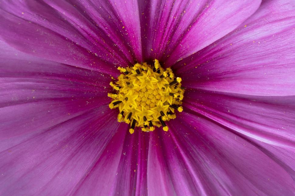 Free Image of Close-up of a vibrant cosmos flower 
