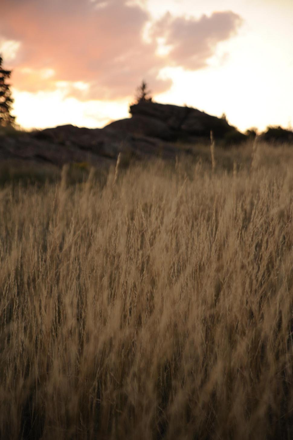 Free Image of Dried Grass 