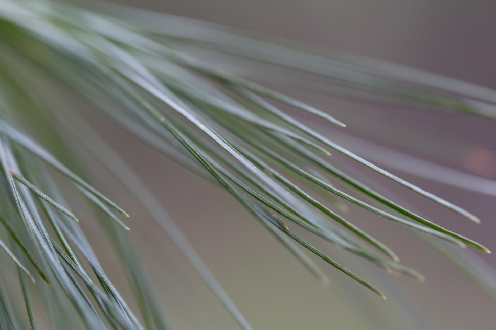 Free Image of Green pine needles close up shot 