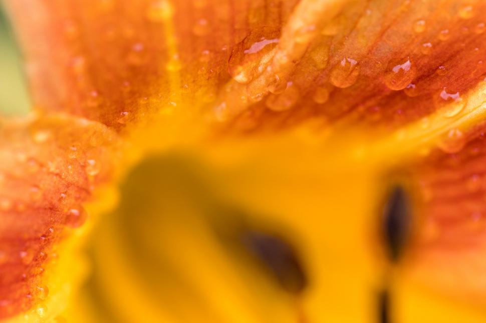 Free Image of Macro shot of a dew-kissed flower 