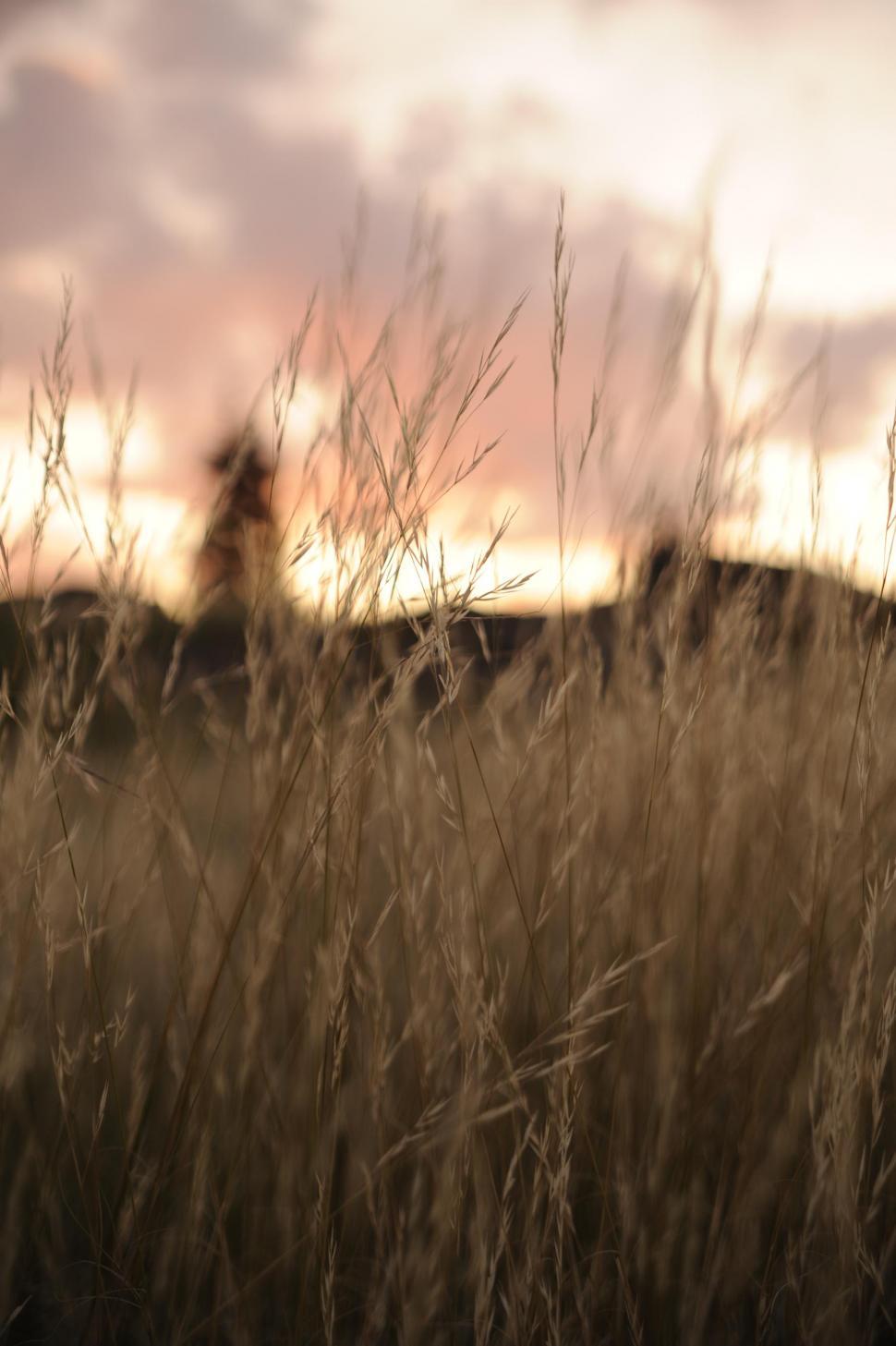 Free Image of tall grass 