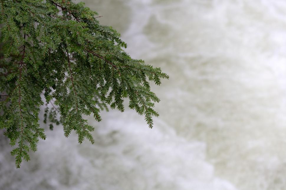 Free Image of Pine branch over rushing river waters 