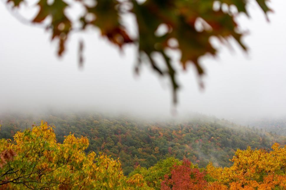 Free Image of Foggy autumn mountain with dripping leaves 
