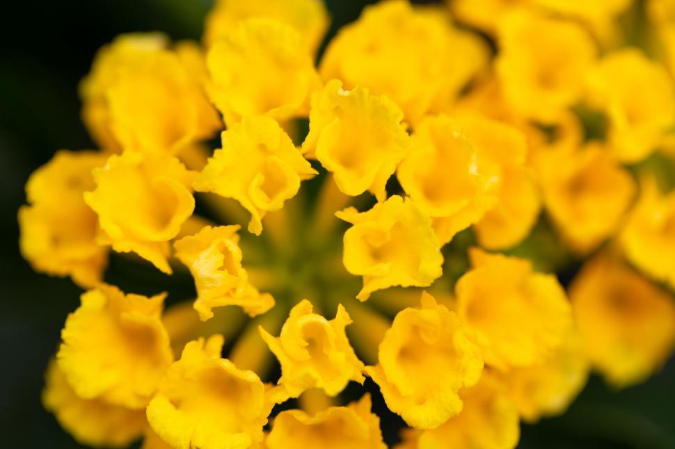 Free Image of Cluster of vibrant yellow flowers 