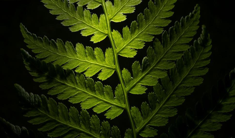 Free Image of Backlit fern leaf revealing texture 