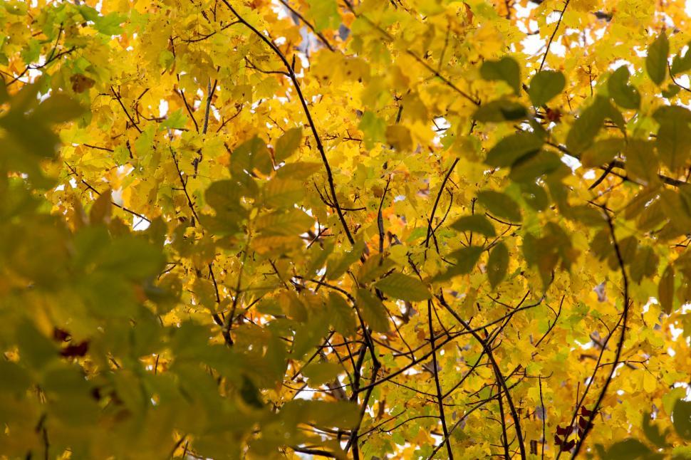 Free Image of Autumn foliage close-up with golden leaves 