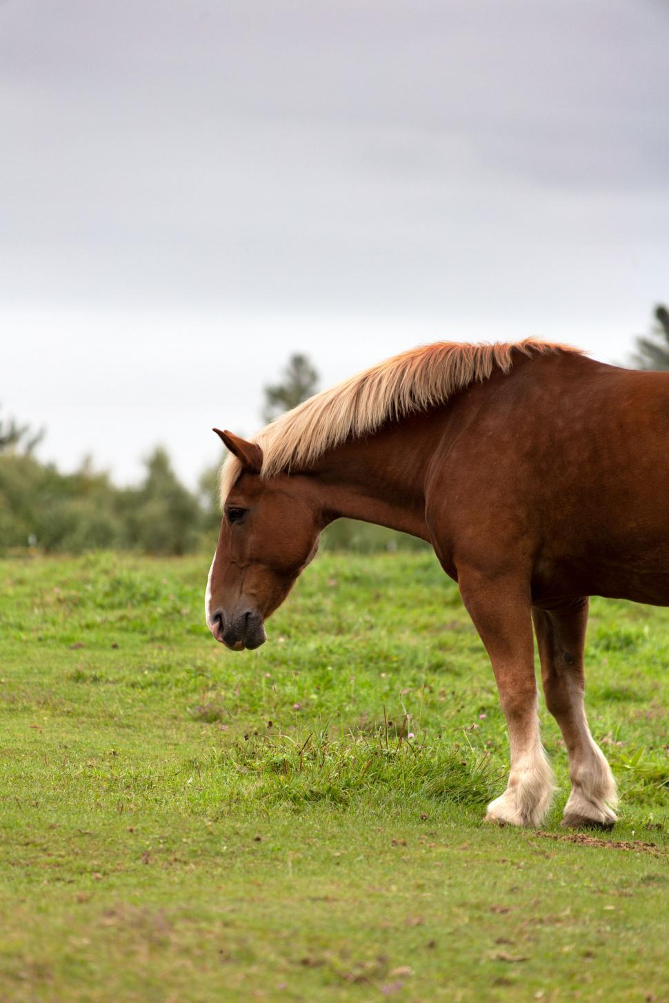 Free Image of Brown horse grazing in green pasture 