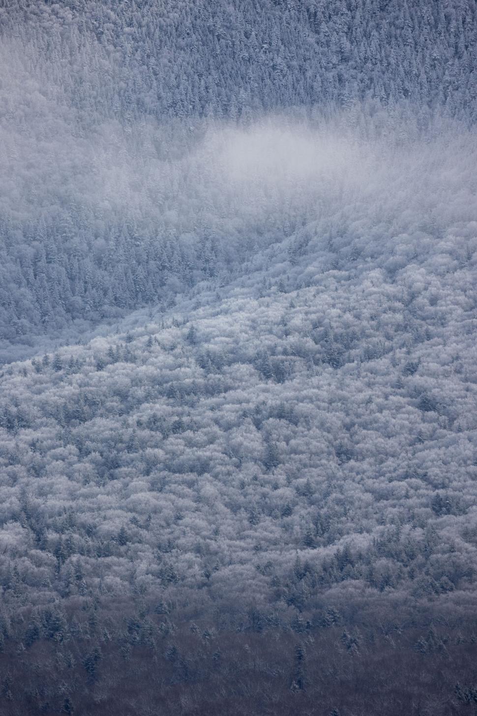 Free Image of Dense snow-covered forest texture 