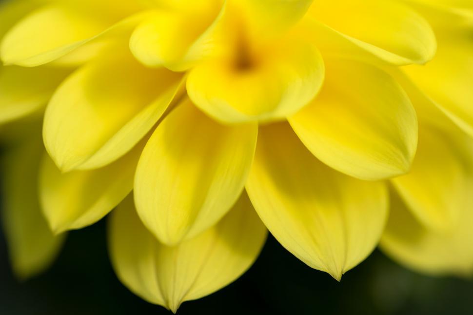 Free Image of Soft focus on glowing yellow dahlia flower 
