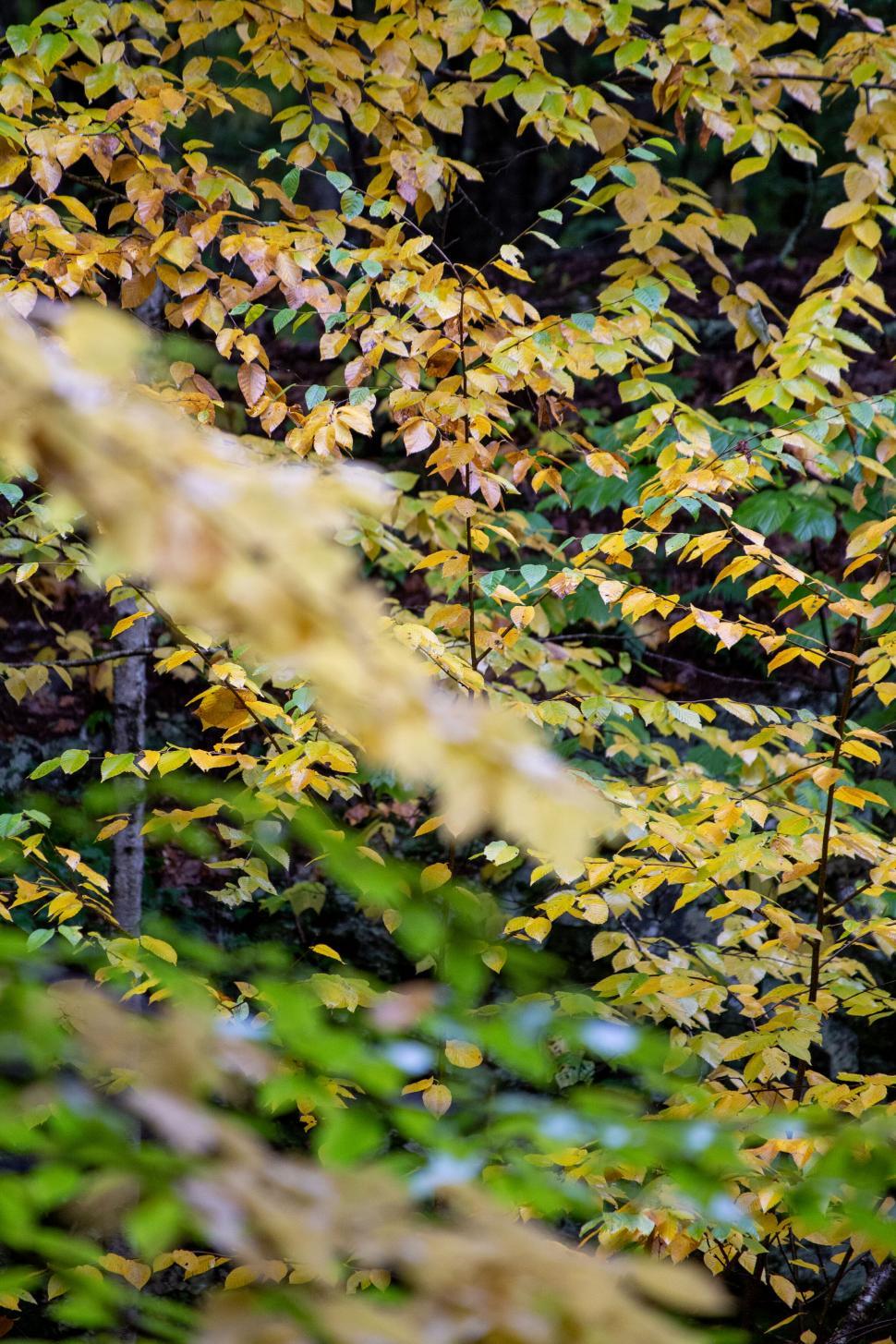 Free Image of Vibrant yellow autumn leaves in forest 