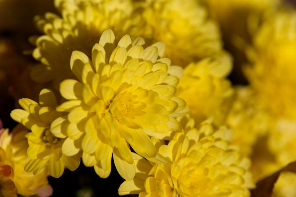 Free Image of Close-up of vibrant yellow chrysanthemums 