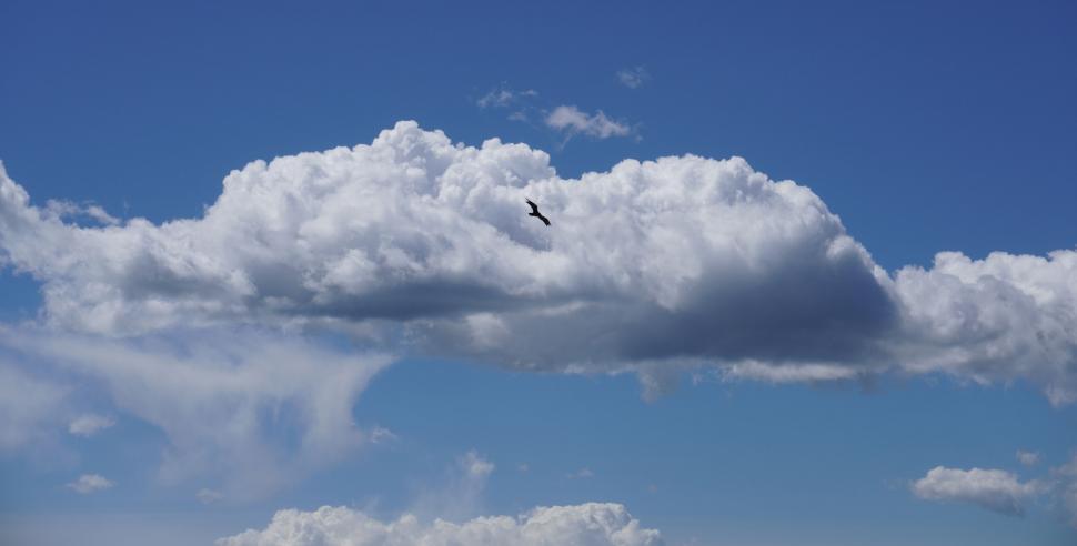 Free Image of Bird soaring through a cloudy blue sky 