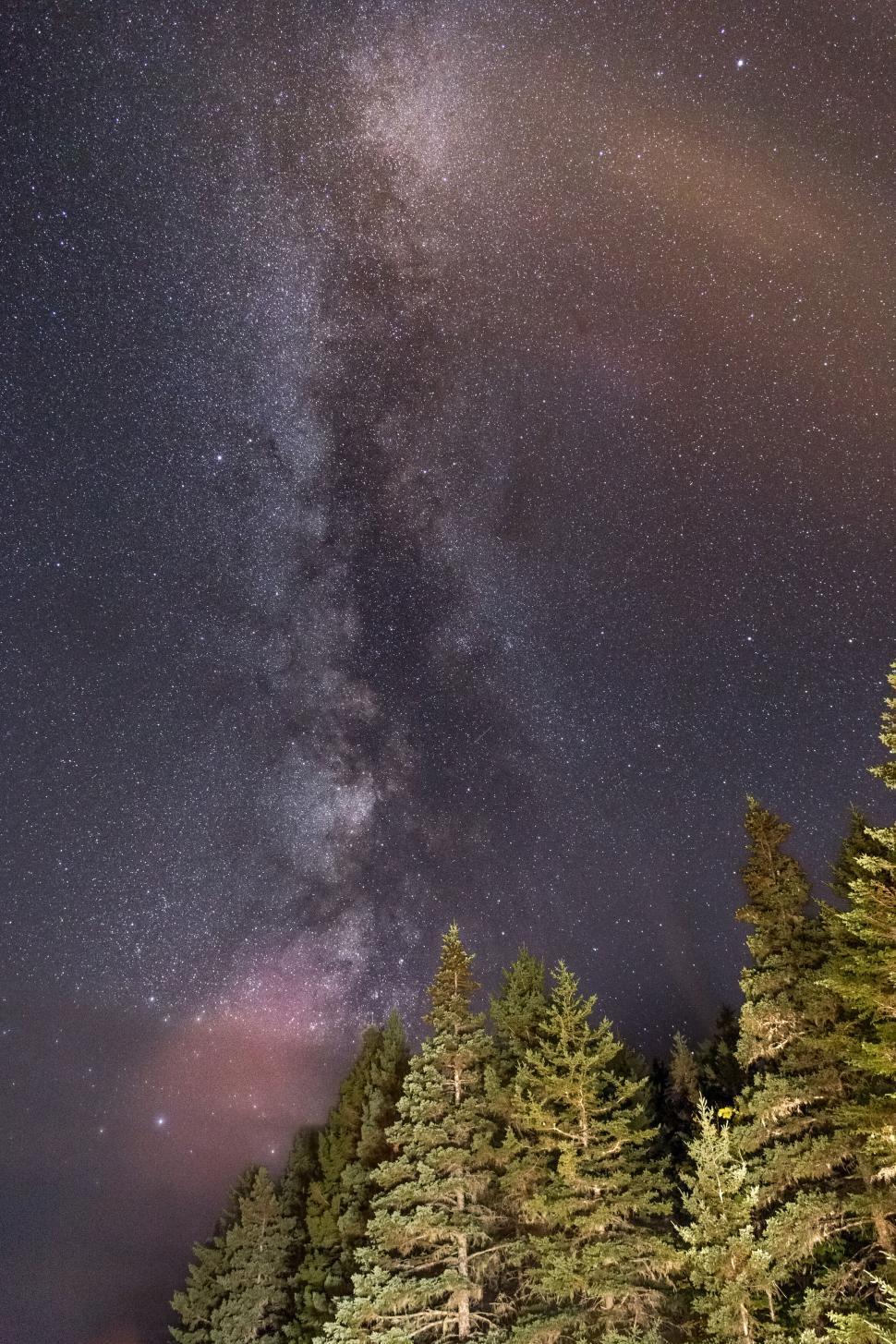 Free Image of Milky Way galaxy over a pine forest 