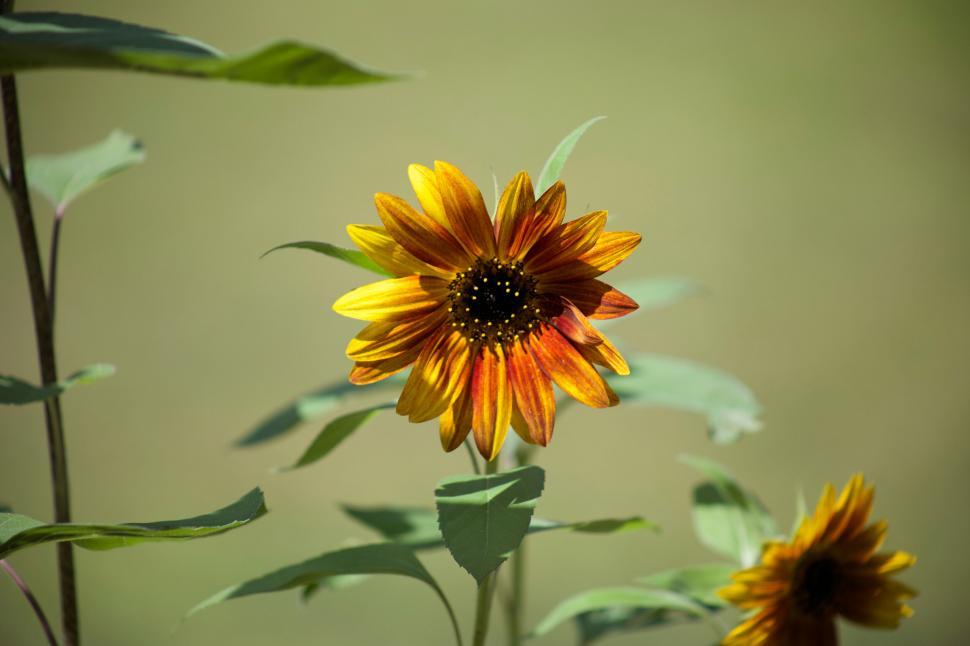 Free Image of Solitary sunflower in sharp focus with leaves 