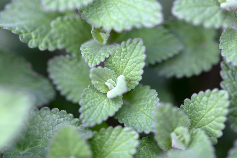 Free Image of Vibrant green mint leaves close-up 
