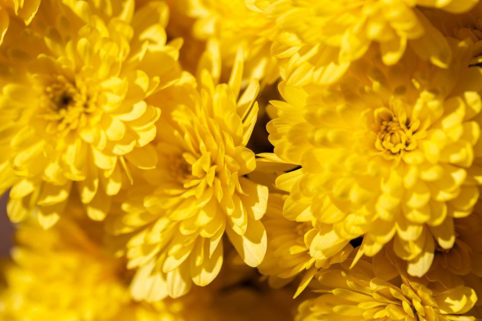 Free Image of Vivid yellow chrysanthemums in full bloom 