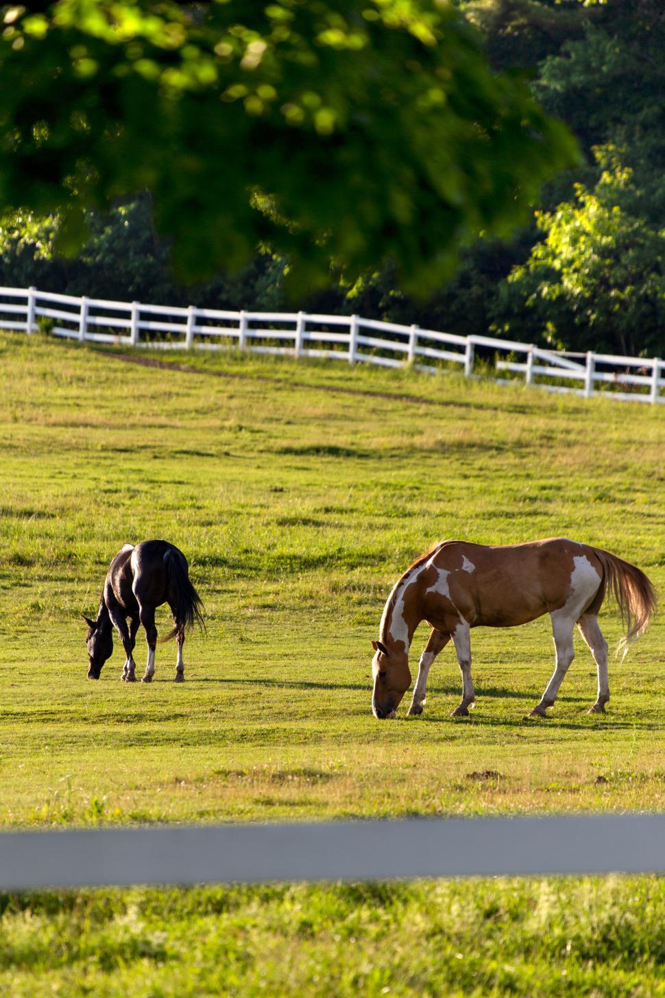 Free Image of Grazing horses in peaceful countryside 