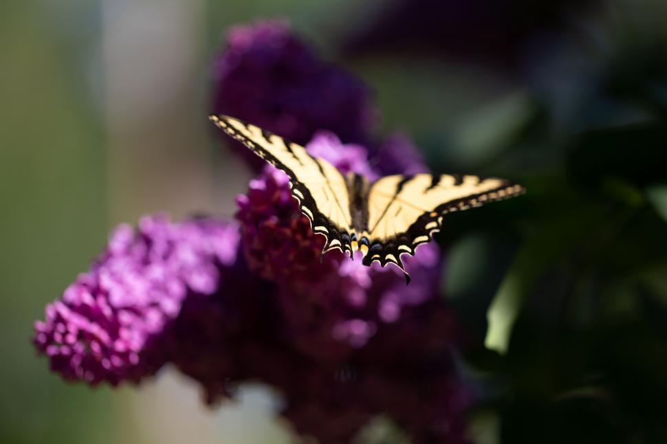 Free Image of Butterfly resting on vibrant lilac flowers 