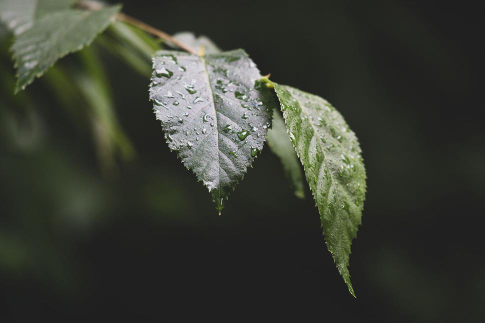Free Image of Water droplets on a green leaf s surface 