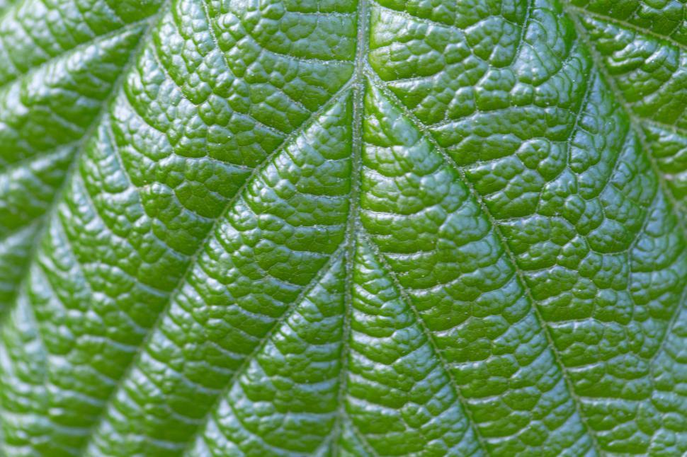 Free Image of Macro shot of leaf texture details 