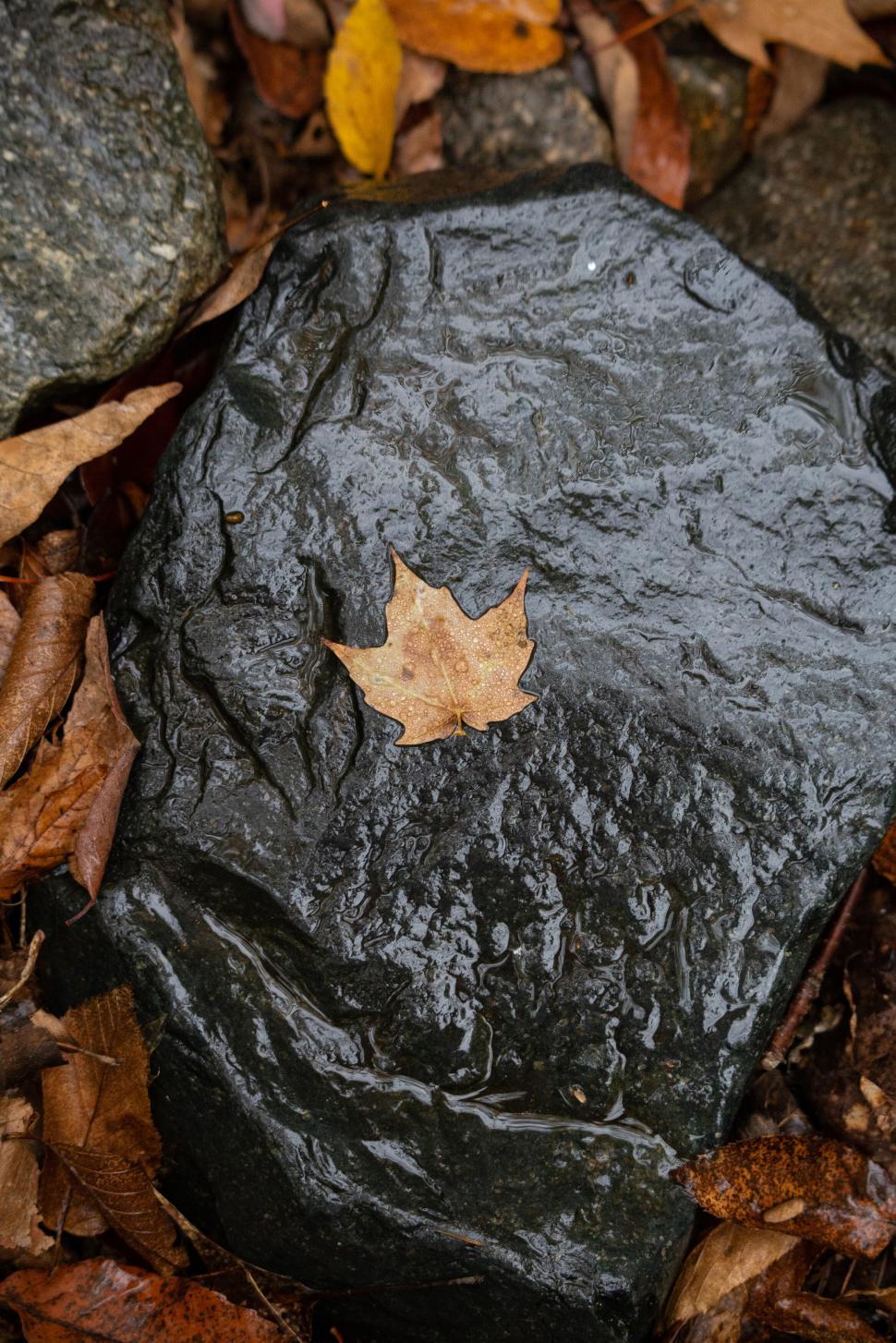 Free Image of Wet autumn leaf on a dark rock surface 