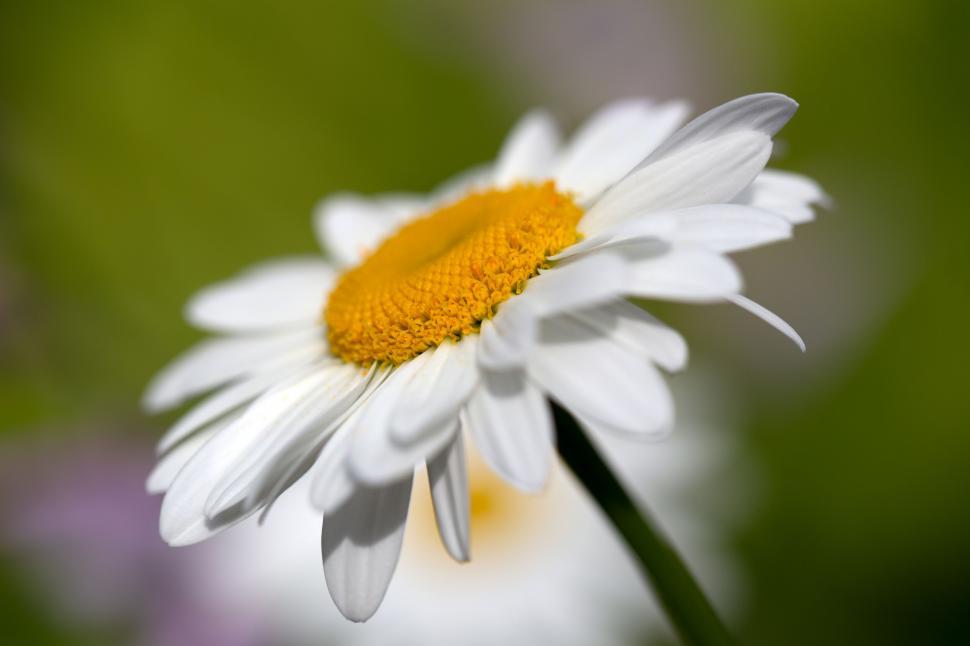 Free Image of Close-up White Daisy Flower in Bloom 