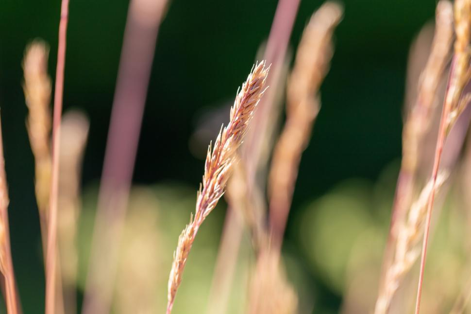 Free Image of Golden Wheat Field Ready for Harvest 