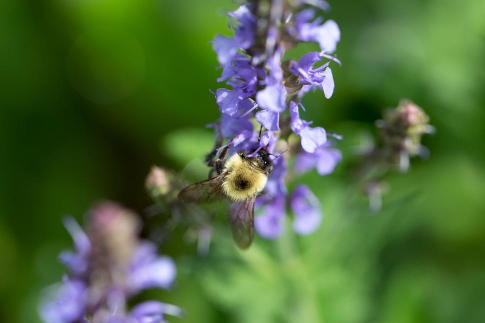 Free Image of Bumblebee pollinating vibrant purple flowers 