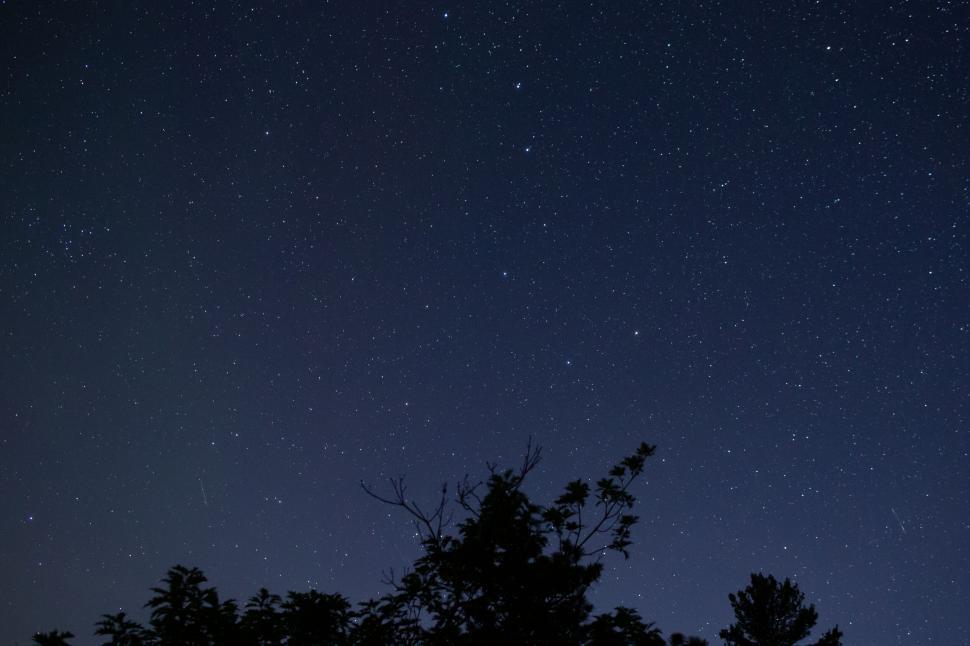 Free Image of Dark silhouette of trees against starlit night sky 