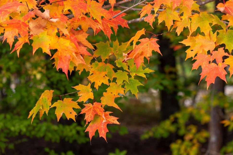 Free Image of Vibrant autumn leaves on a tree 