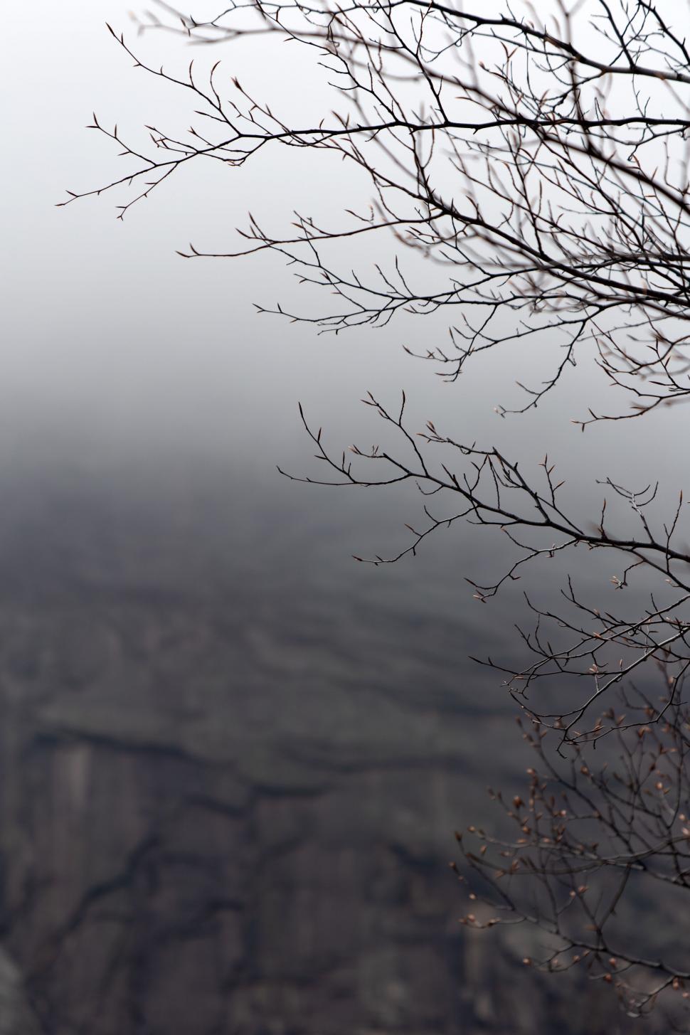 Free Image of Bare tree branches in foggy landscape 