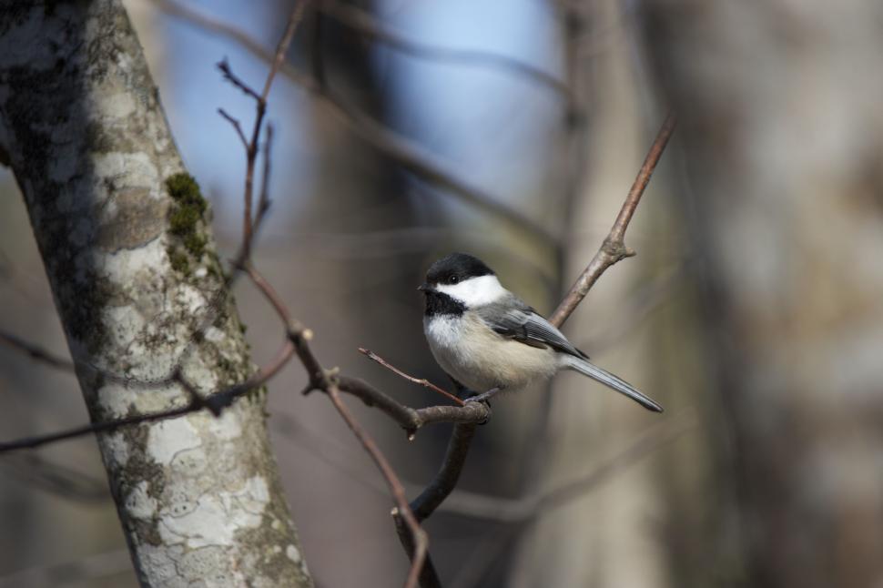 Free Image of Black-capped Chickadee perched on a branch 