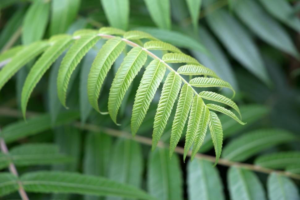 Free Image of Green fern leaf on blurred background 
