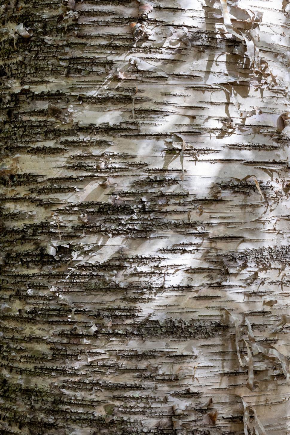 Free Image of Close-up texture of birch tree bark 