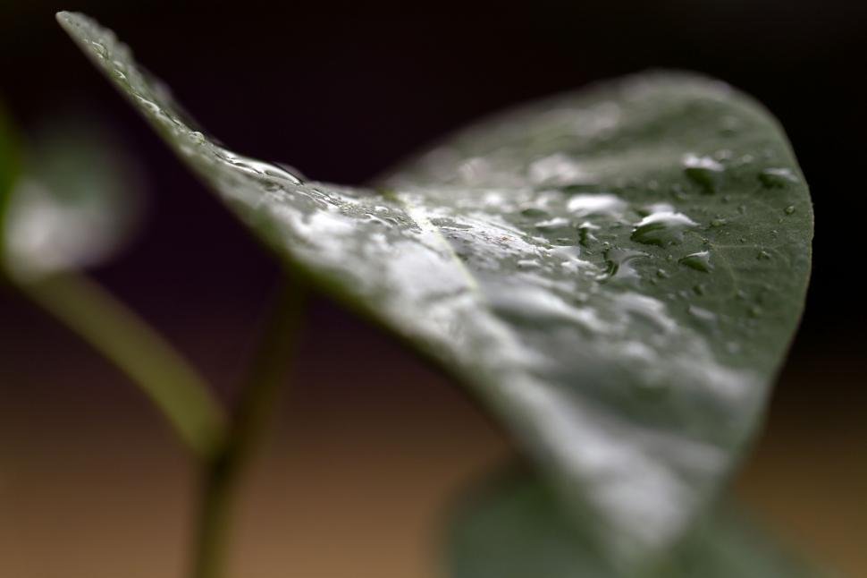 Free Image of Dew drops on a close-up of a green leaf 