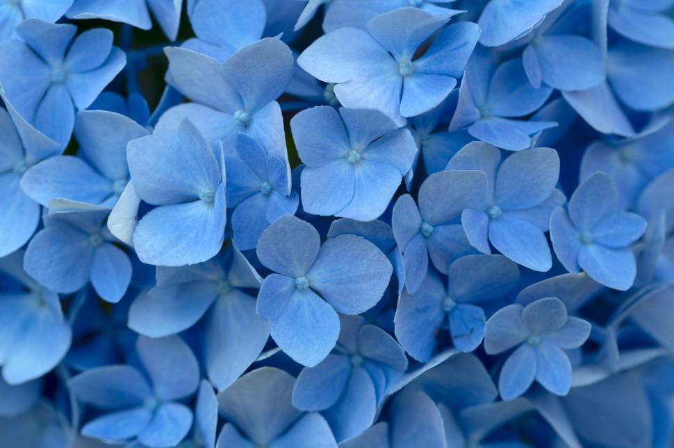 Free Image of Cluster of blue hydrangea flowers in detail 