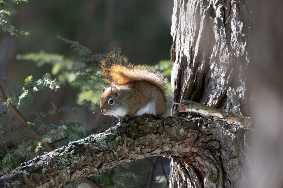 Free Image of Squirrel perched on a tree branch 