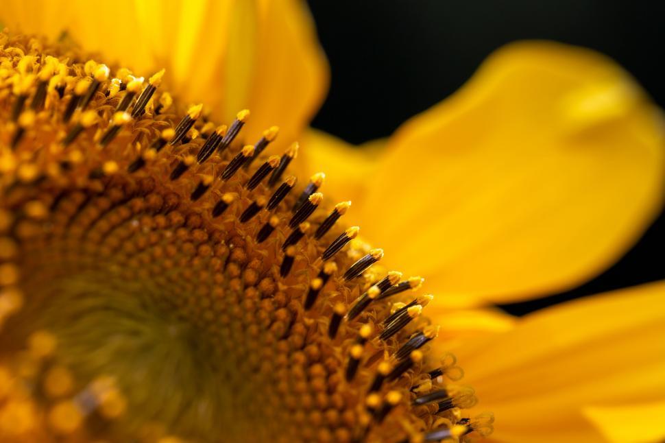 Free Image of Close-Up of Vibrant Yellow Sunflower 