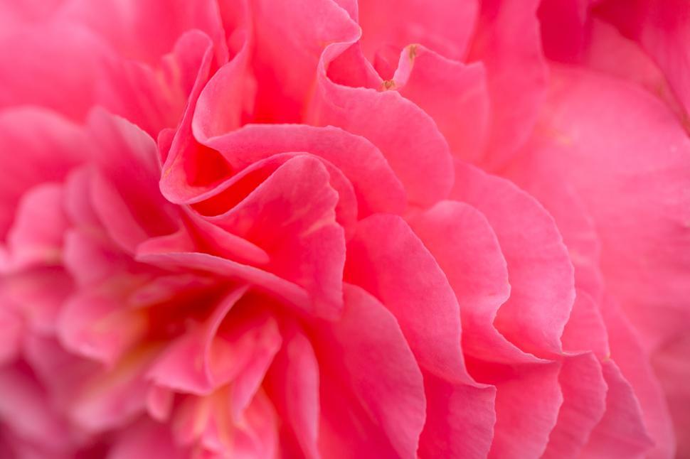 Free Image of Close-up of a vibrant pink rose bloom 