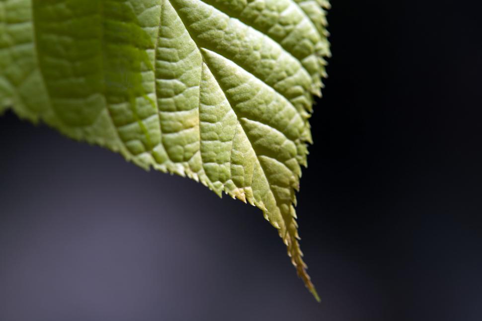 Free Image of Close-up of a fresh green leaf detail 