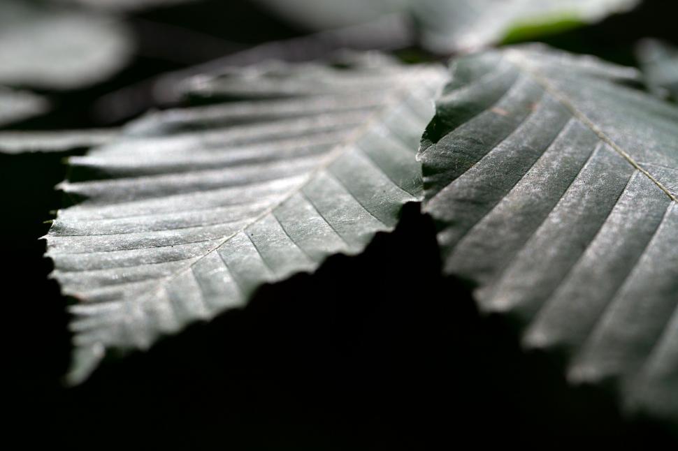 Free Image of Silhouette of leaves against sunlight 