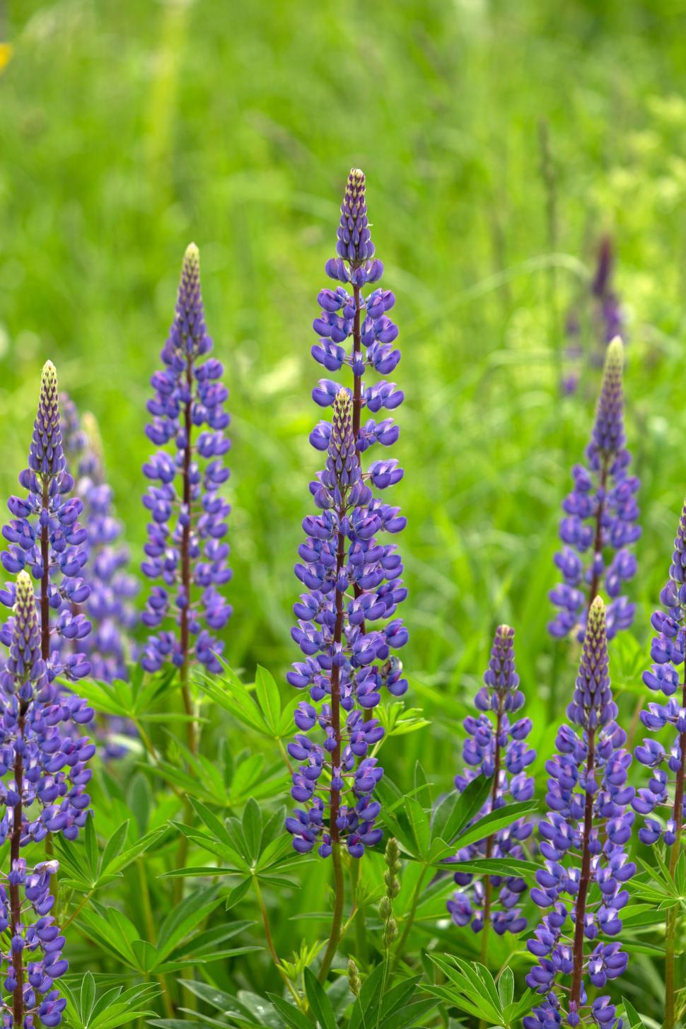Free Image of Lupine flowers blooming in a vibrant green field 