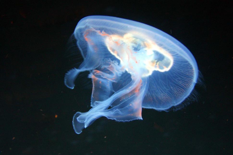 Free Image of Jellyfish 