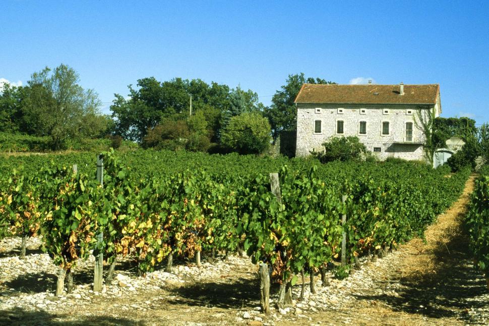 Free Image of Stone building in French vineyard 