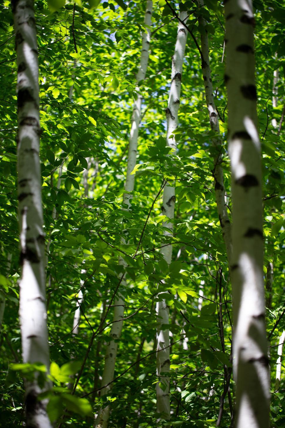 Free Image of Birch trees forest in sunlight 