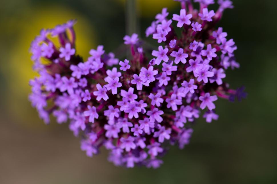 Free Image of Purple flowers in a heart-shaped cluster 