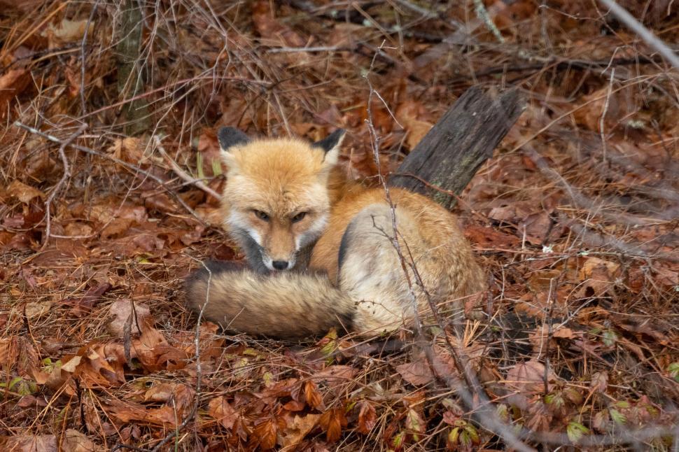 Free Image of Fox curled up in the autumn foliage 