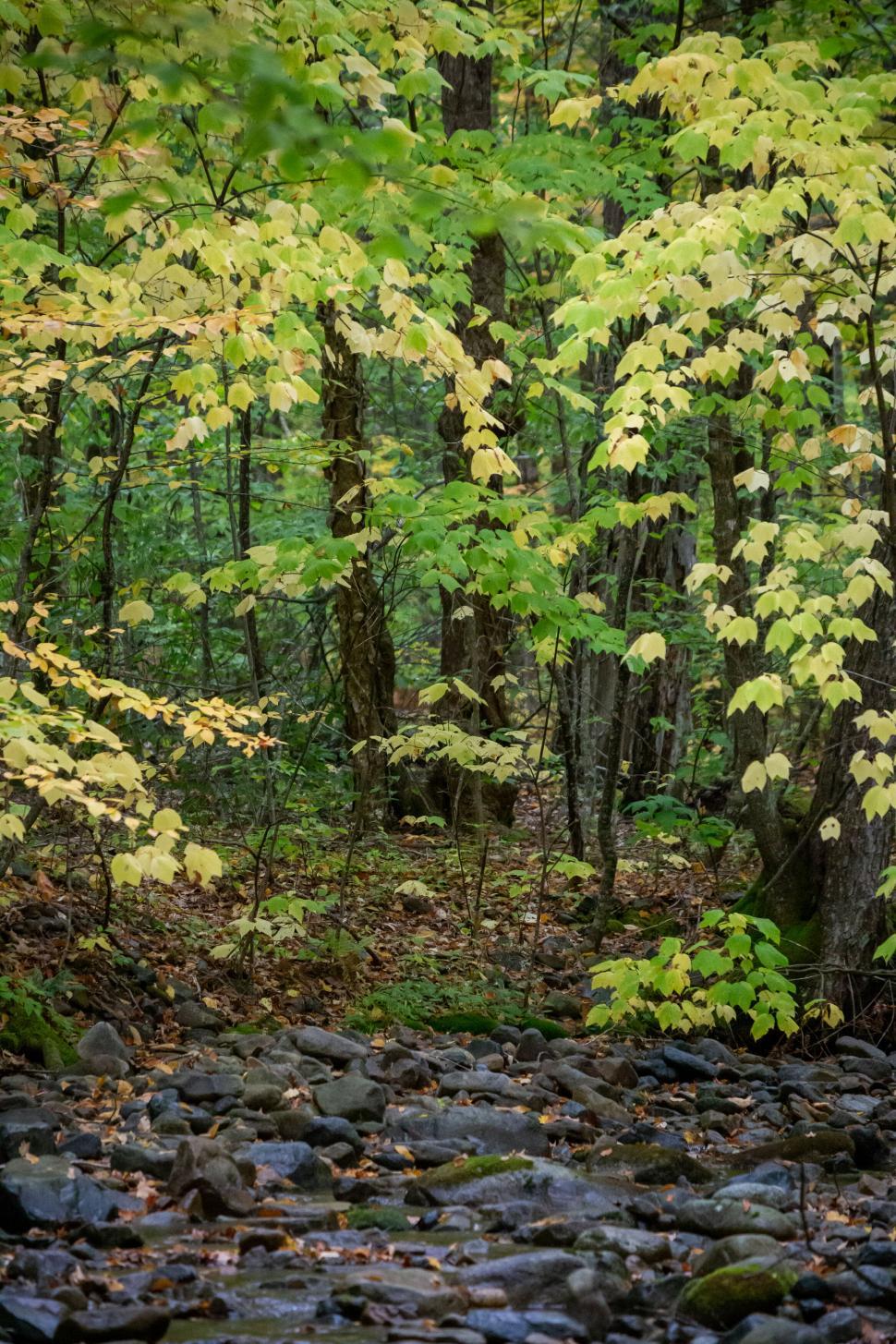 Free Image of Stream amidst vibrant green forest 